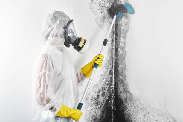 Reliable Casa Loma, CA Mold Removal Solutions